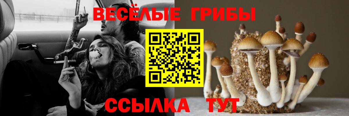 Павловский Посад  Галлюциногенные грибы Cubensis  Вход с VPN 